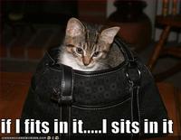 If It Fits I Sits