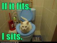 If It Fits I Sits