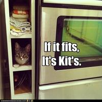 If It Fits I Sits