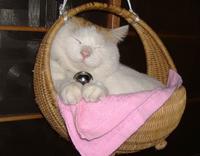 Shironeko / Basket Cat