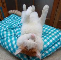 Shironeko / Basket Cat
