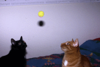 Cats