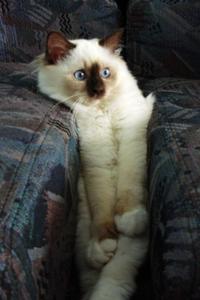 Cats