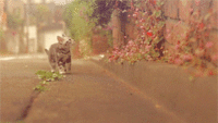 Cats