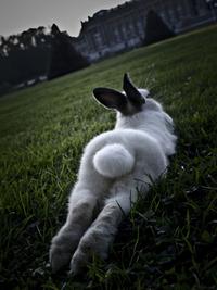 'Dat Ass