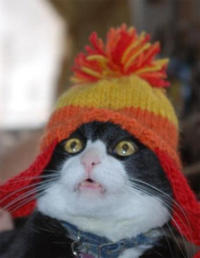 Cats