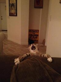 Cats