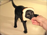 Breading Cats