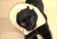 Breading Cats