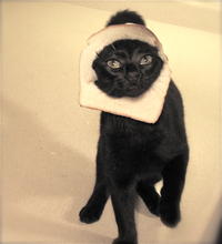 Breading Cats