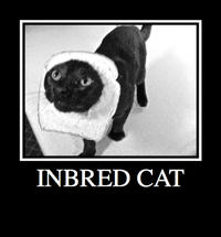 Breading Cats