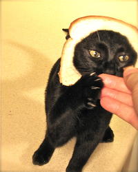 Breading Cats