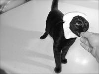 Breading Cats