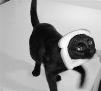Breading Cats