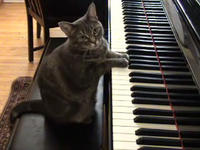 Cats