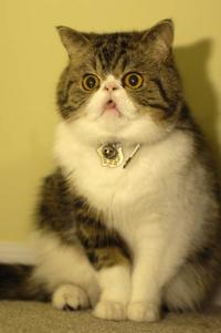 Cats