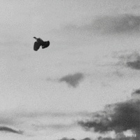 Cinemagraphs