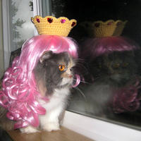 Cats