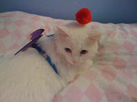 Cats