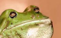 Get Out Frog / Frogout / Me Obrigue