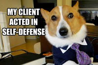 Lawyer Dog