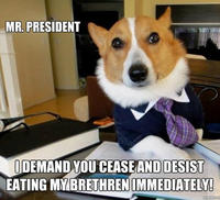 Lawyer Dog