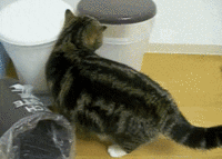 If It Fits I Sits