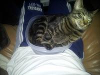 If It Fits I Sits