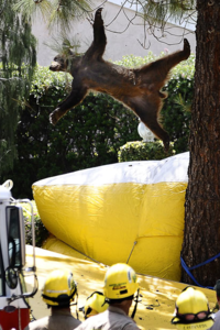 Falling Bear