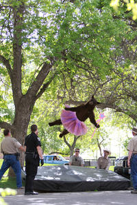Falling Bear