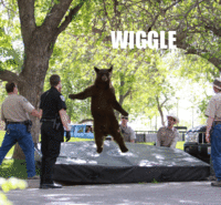 Falling Bear