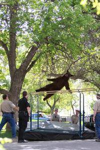 Falling Bear