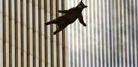 Falling Bear
