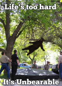Falling Bear