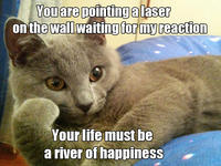 Willy Wonkat