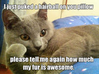 Willy Wonkat