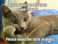 Willy Wonkat