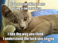 Willy Wonkat