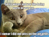 Willy Wonkat