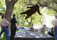Falling Bear