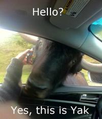 Yes, This is Dog