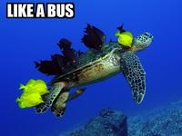 Like A Boss