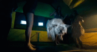 Dogs