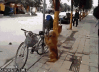 Dogs