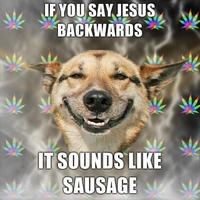 Dogs
