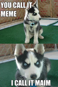 Dogs