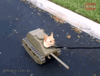 Dogs