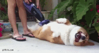 Dogs