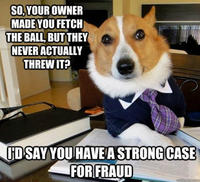 Lawyer Dog