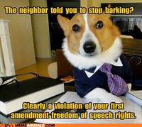 Lawyer Dog
